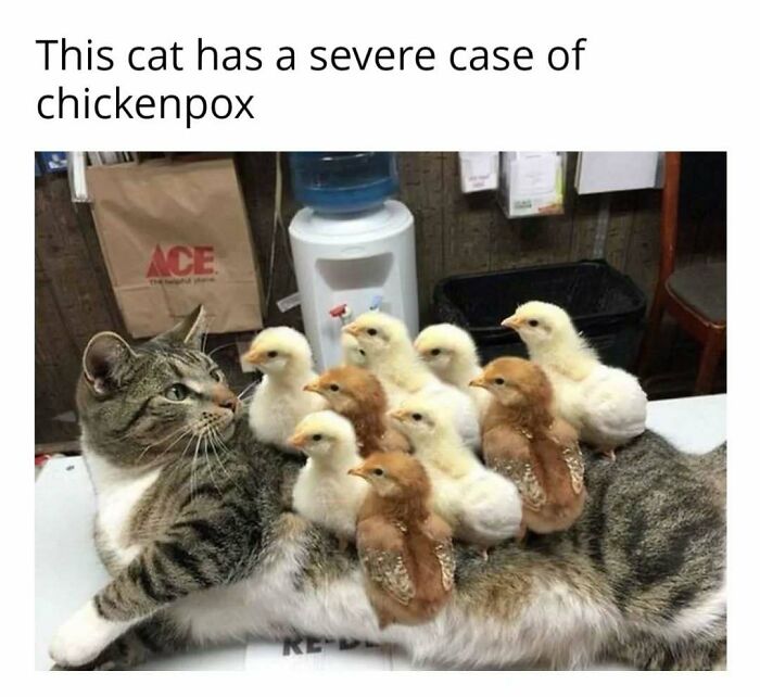 Cat in play mode with chicks on its back, humorously captioned as having "chickenpox" in an office setting.