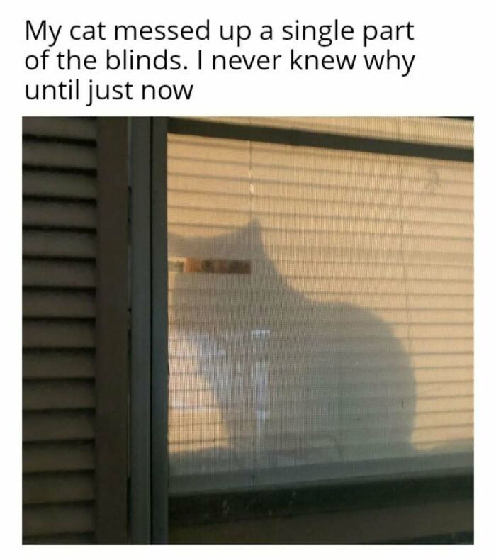 Cat in play mode, peeking through blinds with a silhouette on the curtain, showcasing feline curiosity and mischief.