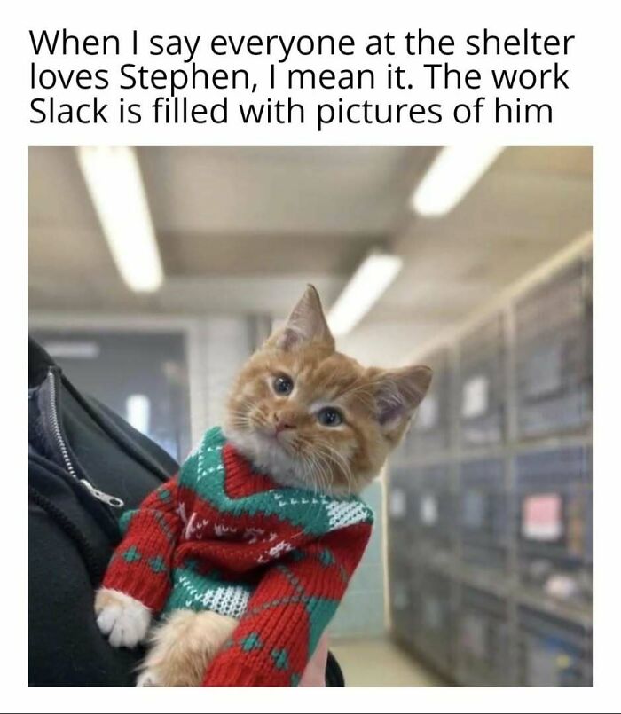 Cute kitten in a festive sweater at a shelter, embodying a playful cat in play mode.