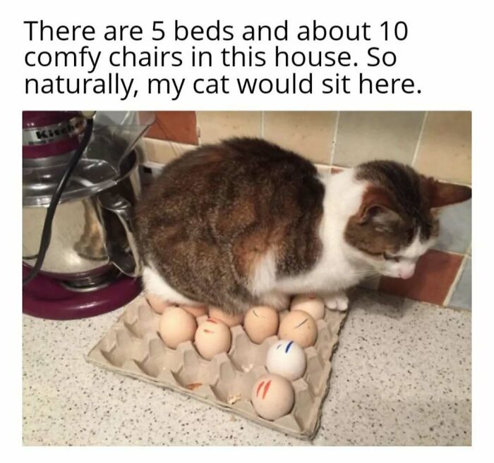 Cat in play mode, sitting humorously on a carton of eggs in the kitchen.