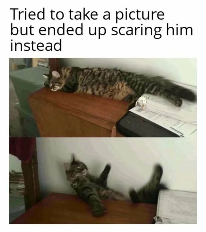 Cat startled from rest, caught in playful surprise mode on a desk with scattered papers.