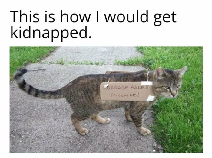 Cat in play mode with a sign saying "Garage Sale!! Follow Me!" on its back.