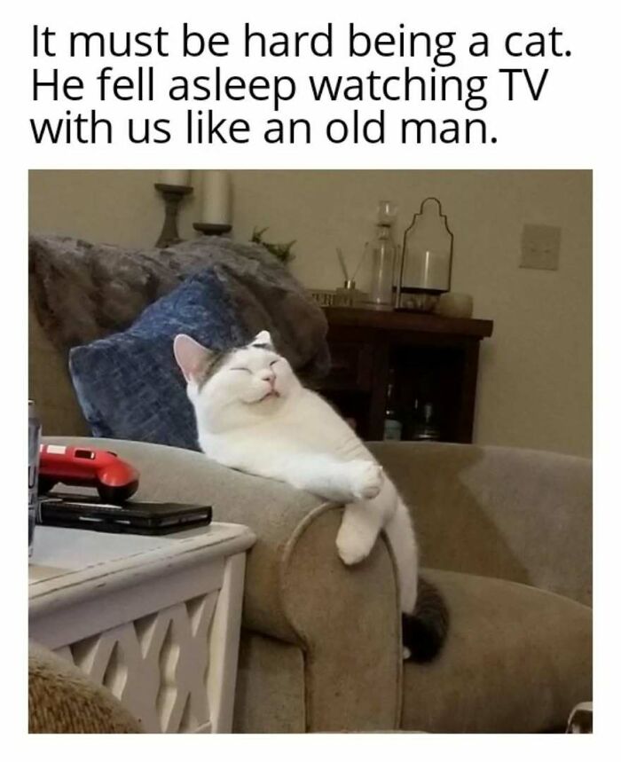 Sleeping cat on couch with text about feline attitude.