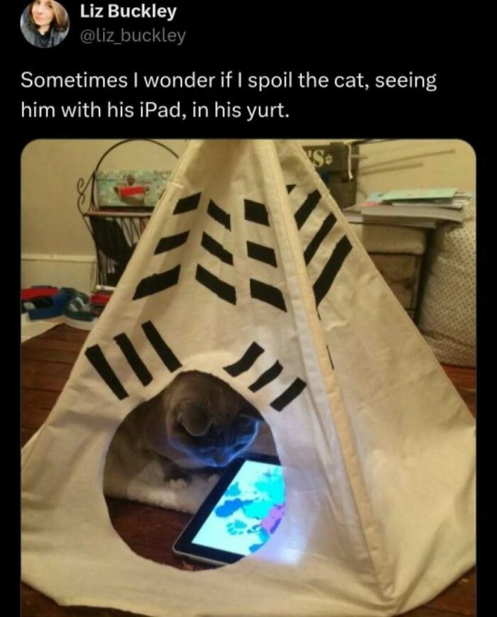 Cat in play mode inside a yurt, intently watching an iPad on a wooden table.