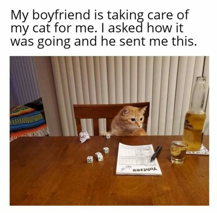 Cat in play mode, sitting at a table with Yahtzee dice, scorecard, pen, and a drink, looking intently at the game.