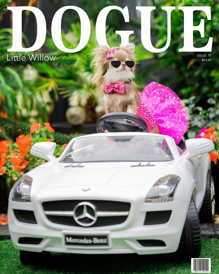 Dog fashion magazine cover featuring a stylish dog in a pink outfit and sunglasses driving a toy Mercedes.