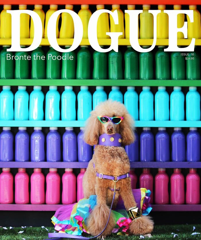 Poodle poses in colorful attire for Dogue fashion magazine cover.