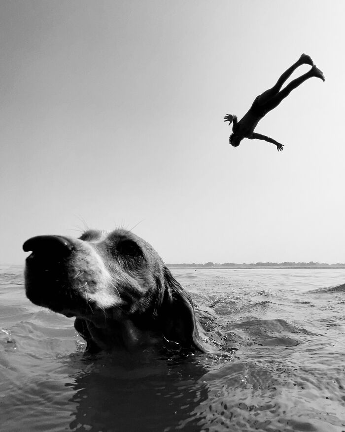 Dog swimming in the foreground with a person diving in mid-air, captured in black and white for a photographer's moment.