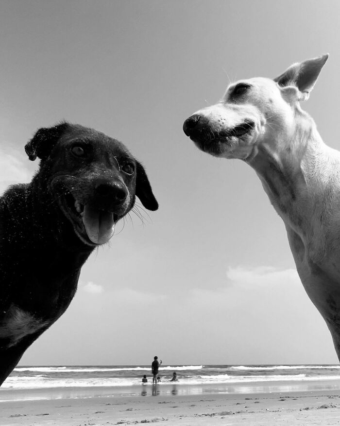 Black and white photo capturing split-second moment of two dogs on a beach, with people in the background.
