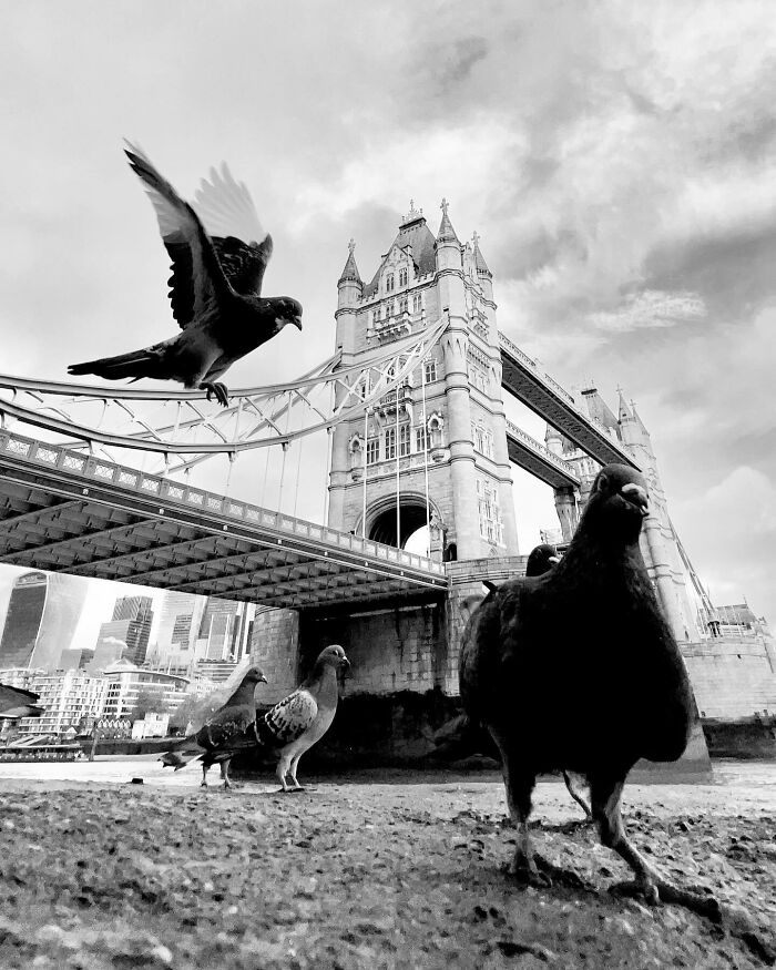 Black and white photo capturing pigeons near Tower Bridge, highlighting split-second moments in photography.