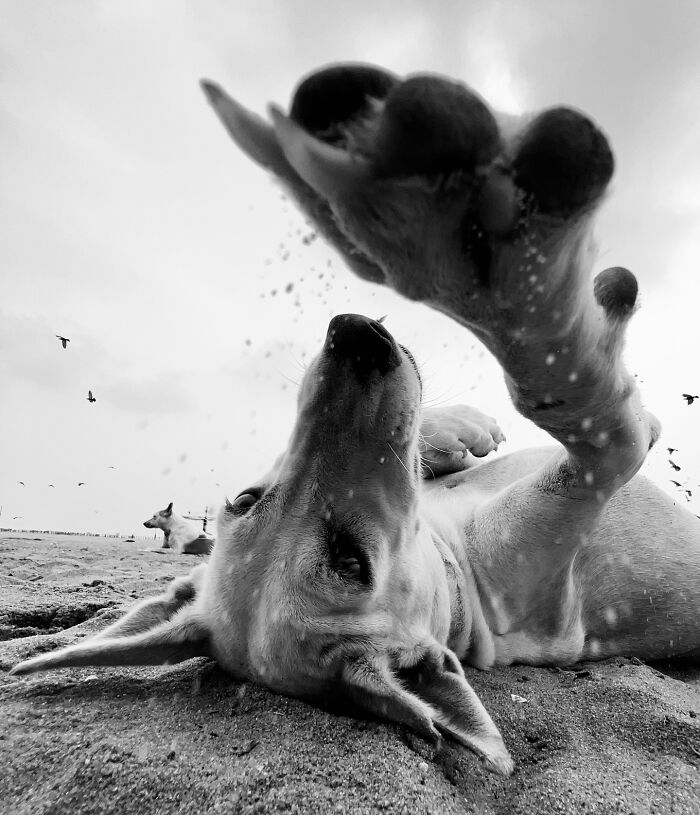 Dog on a sandy beach captured in a split-second moment in B&W, with paw outstretched toward the camera.