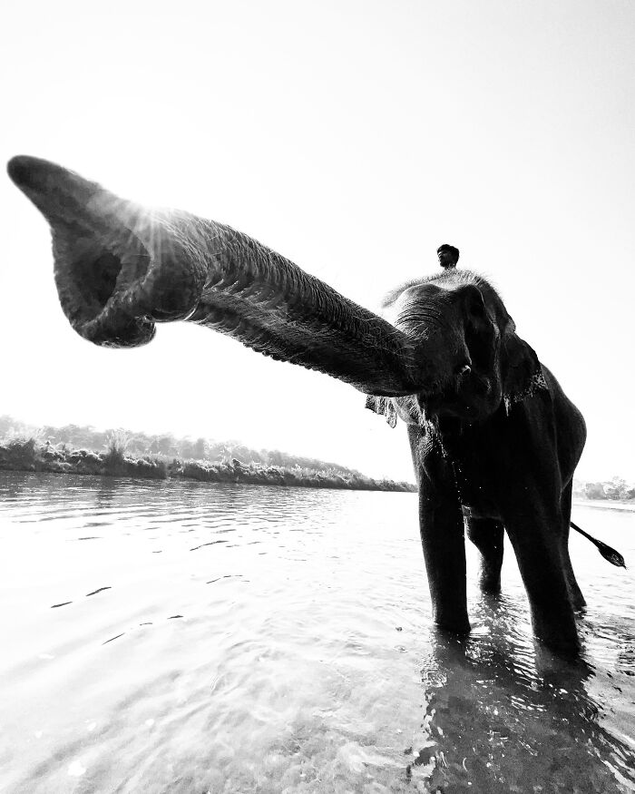 Black and white photo of an elephant with a raised trunk, standing in water during a split-second captured moment.
