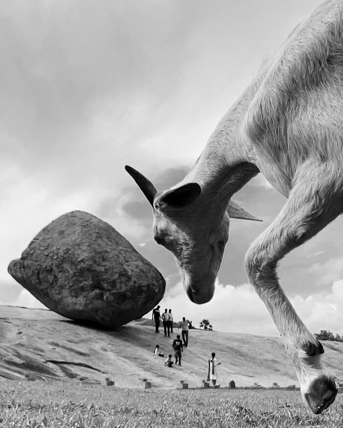 Black and white photo of a goat near a large rock, with people in the background, capturing a split-second moment.