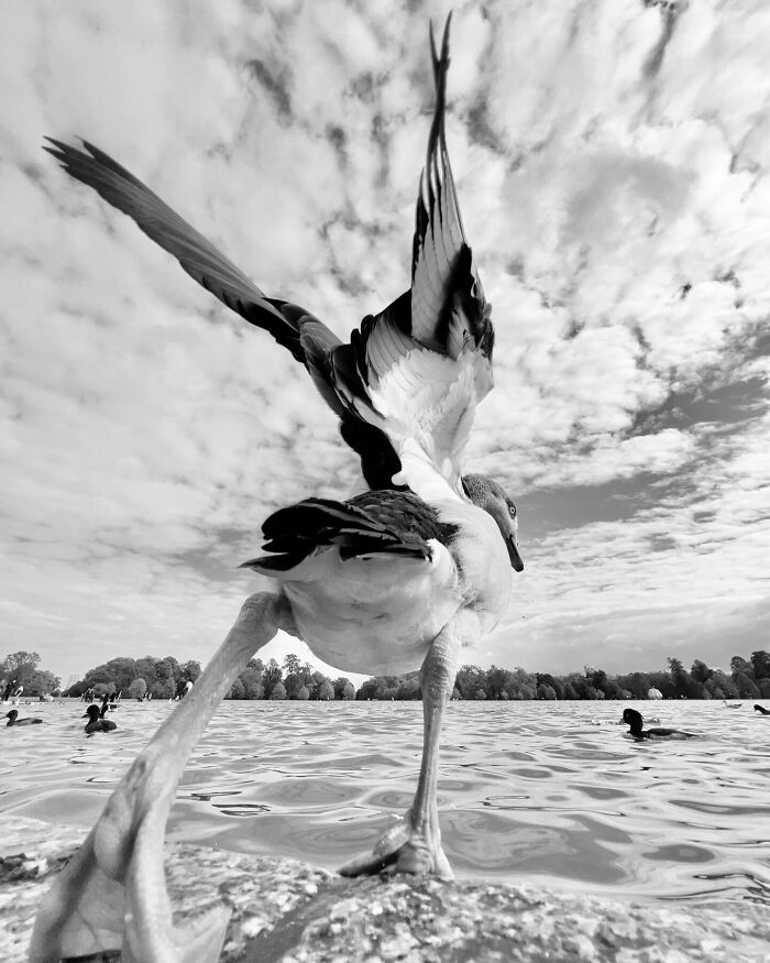 Black and white photo capturing a bird taking flight over a lake, showcasing a split-second moment.