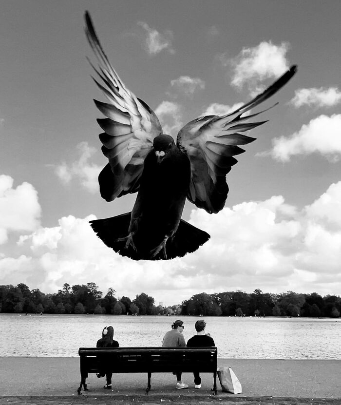 A pigeon captured mid-flight in black and white over a park bench by a lake, with three people sitting on the bench.