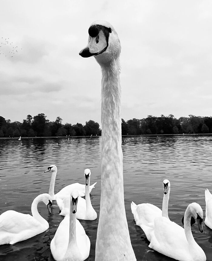 Black and white photo of swans on a lake, capturing a split-second moment with a swan prominently in the foreground.