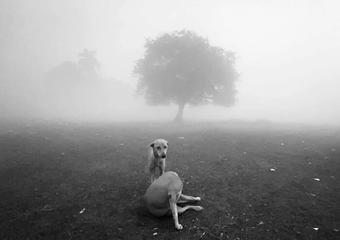 Black and white photo of two dogs in foggy field, distant tree in background, capturing a split second moment.