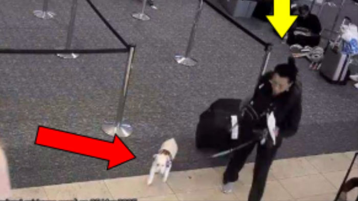 Woman with dog at airport, facing travel denial. Woman with dog at airport, facing travel denial.
