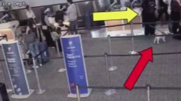 Airport security area with passengers in line, and a dog with a red arrow. Airport security area with passengers in line, and a dog with a red arrow.
