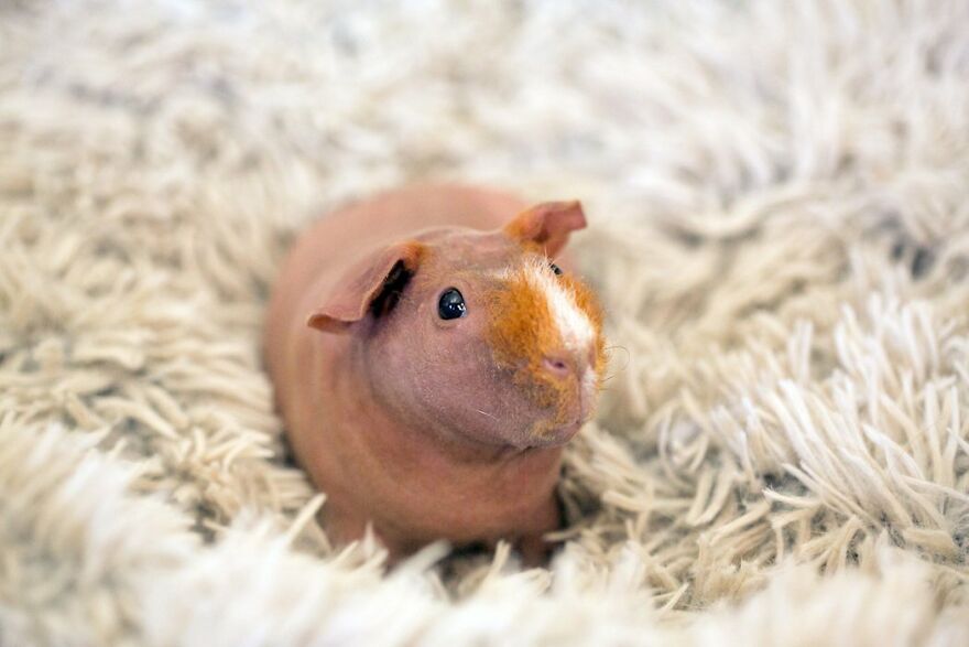 This Is My Hairless Guinea Pig, George!