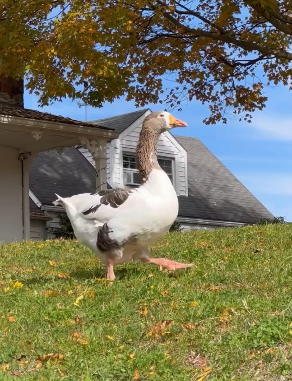 Courageous goose standing on grass, with house and autumn tree in background. Courageous goose standing on grass, with house and autumn tree in background.