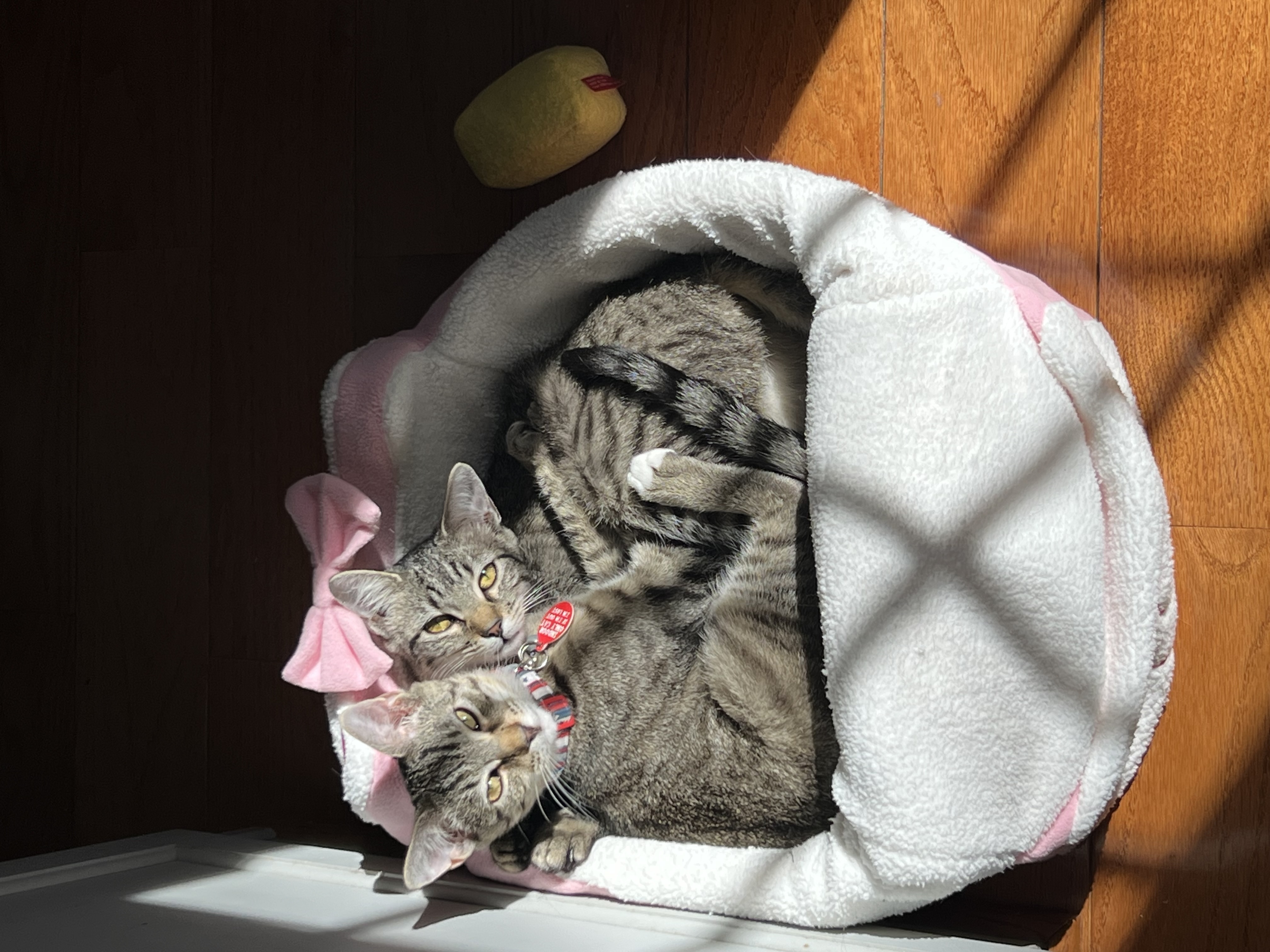 Po And Frank (Formerly Tinky Winky)