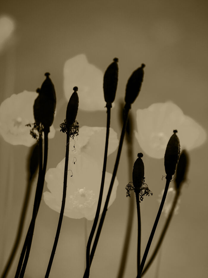 Silhouettes Of Presence