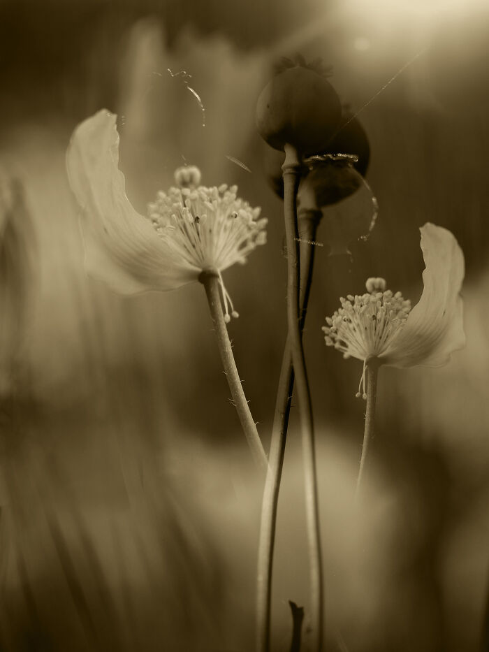 In The Uplifting Of Light