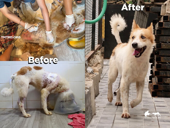 Rescued stray dog before and after recovery at a sanctuary run by a chef, showing its transformation.