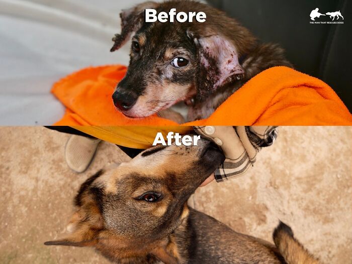Before and after images of a stray dog cared for at a sanctuary, showcasing its transformation.