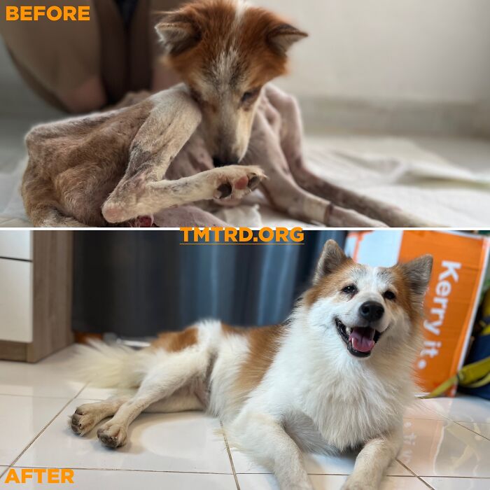 Before and after photos of a stray dog, now healthy and happy, from a sanctuary housing over 800 dogs.