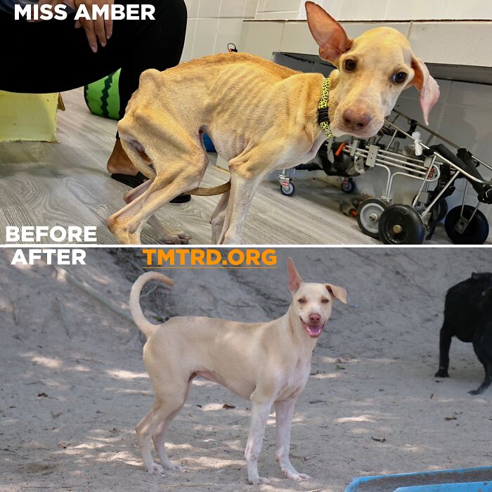 Stray dog Miss Amber before and after rescue at the sanctuary, thriving under care.