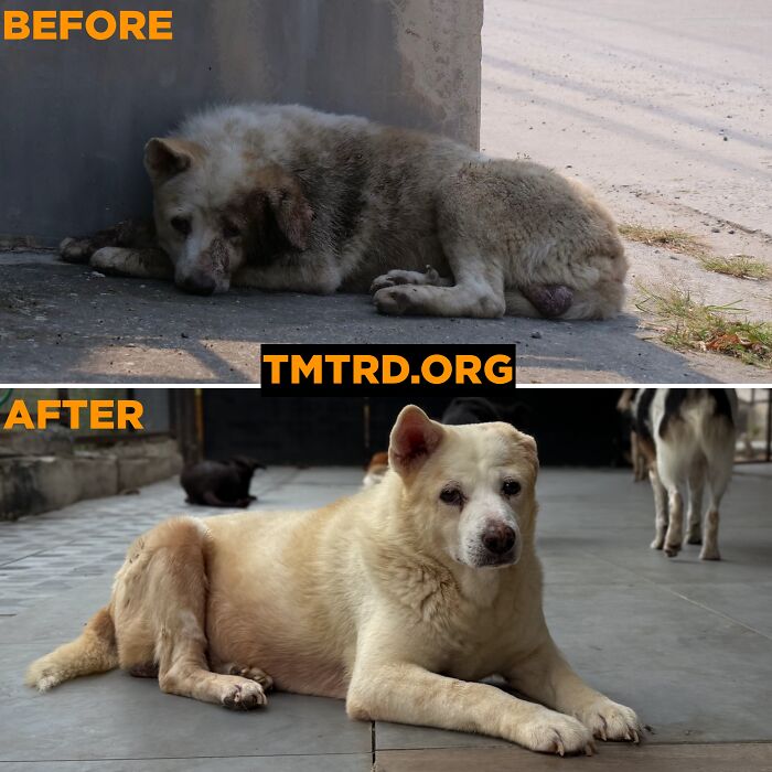 Stray dog before and after finding sanctuary care, now healthy and relaxed.