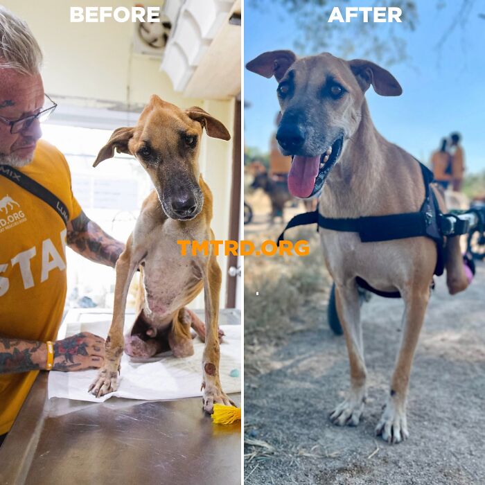 Before and after photos of a stray dog rescued by a chef, now part of a sanctuary caring for over 800 dogs.