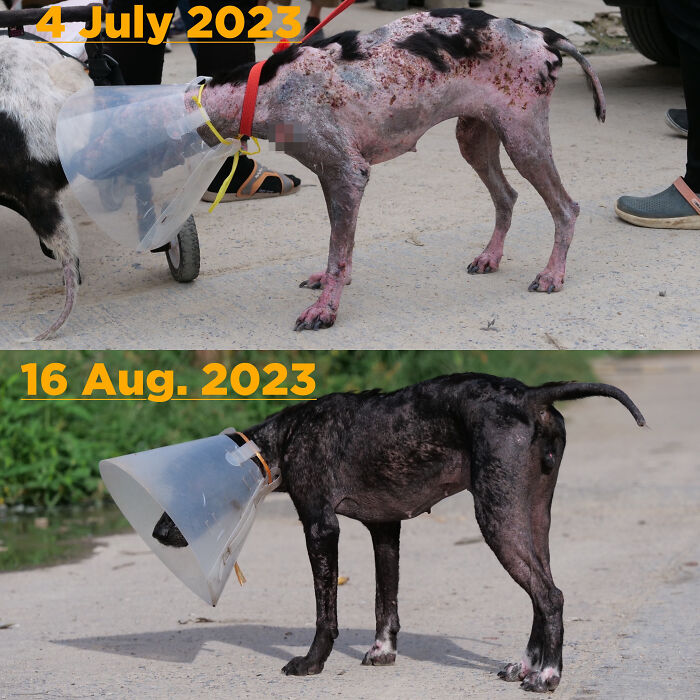 Stray dog in recovery, wearing a cone, before and after being cared for at a sanctuary.