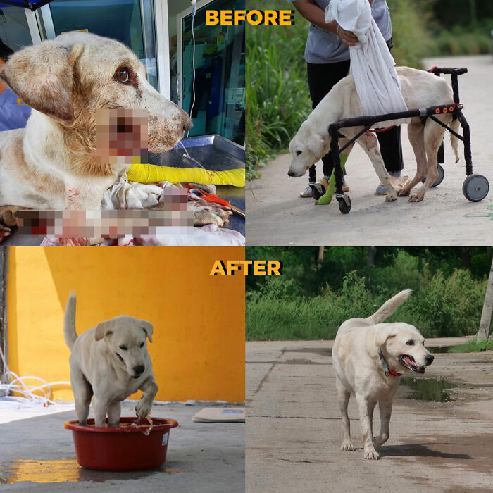 "Stray dog rehab before and after at sanctuary run by chef, showing care and transformation of rescued dogs."