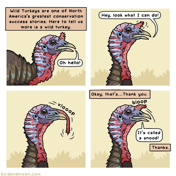 Comic of a wild turkey humorously showcasing its snood, with playful dialogue in four panels.