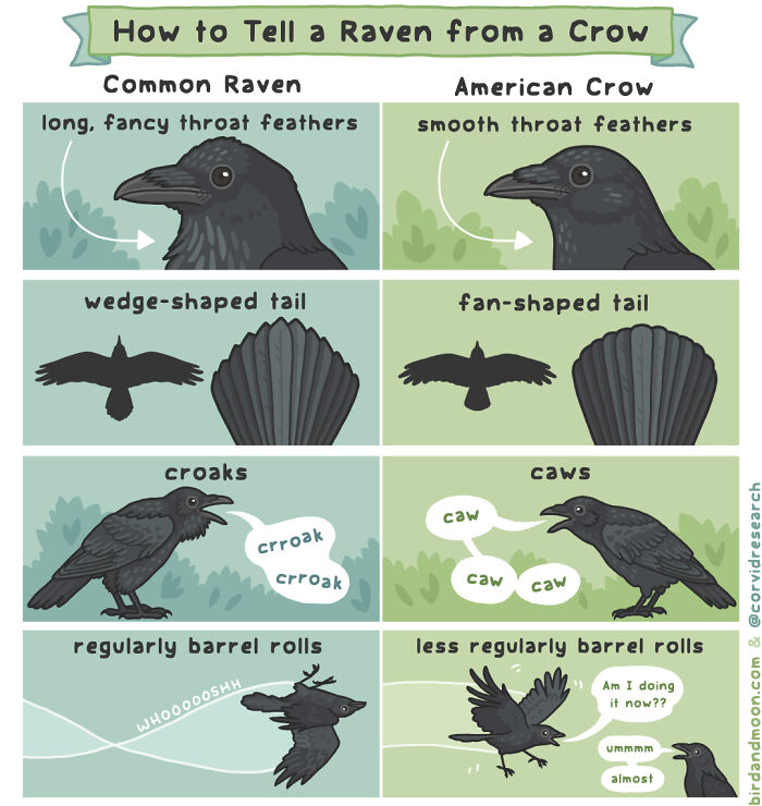 Humorous comics about nature depict differences between a common raven and an American crow through feathers, tails, and sounds.