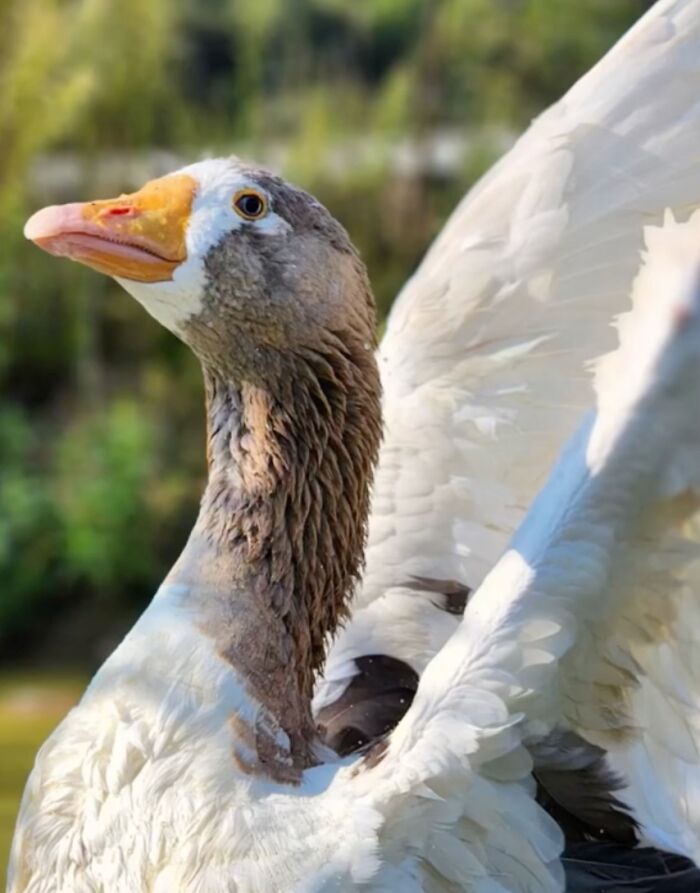 Close-up of a determined goose with wings raised, exemplifying courage and strength in a natural setting. Close-up of a determined goose with wings raised, exemplifying courage and strength in a natural setting.