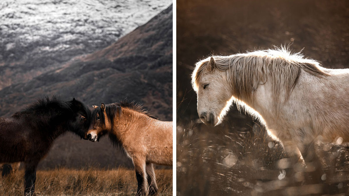 “Spirits Of The Highlands”: My 22 Photos Of Ponies That I Took In Scotland