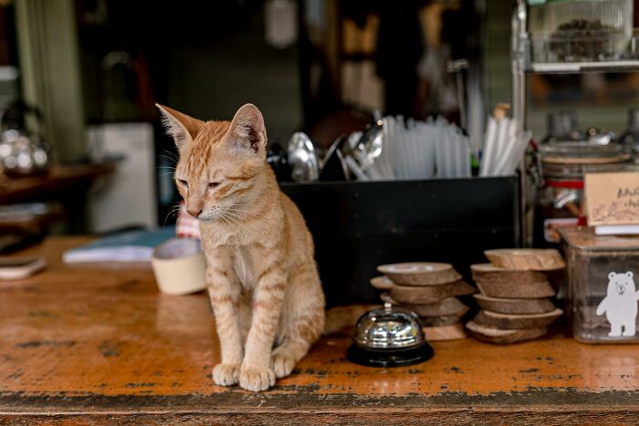 Orange cat sitting on a counter beside a bell and dishes, looking displeased.