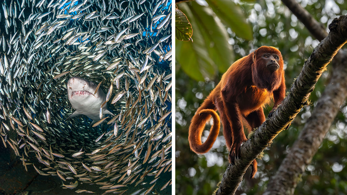 This Photographer Captures Nature’s Quiet Beauty Through His 39 Powerful Wildlife Photos