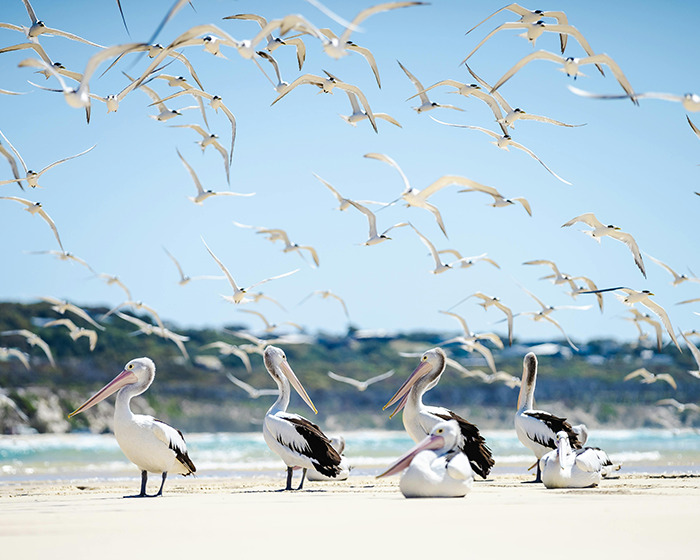 Pelicans and seagulls at a scenic family swimming spot on a sunny day. Pelicans and seagulls at a scenic family swimming spot on a sunny day.