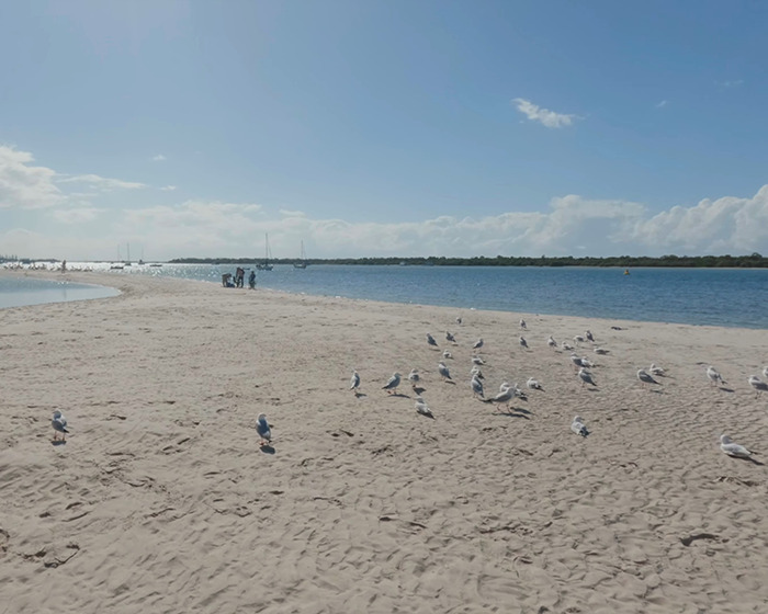 Seagulls on a sandy beach by the water under a blue sky at a family swimming spot. Seagulls on a sandy beach by the water under a blue sky at a family swimming spot.