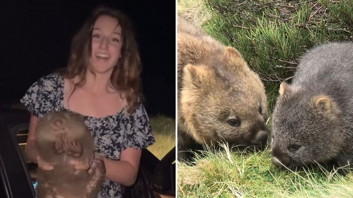 Aussies Call To Deport American Tourist After She Snatches A Baby Wombat From Its Mother