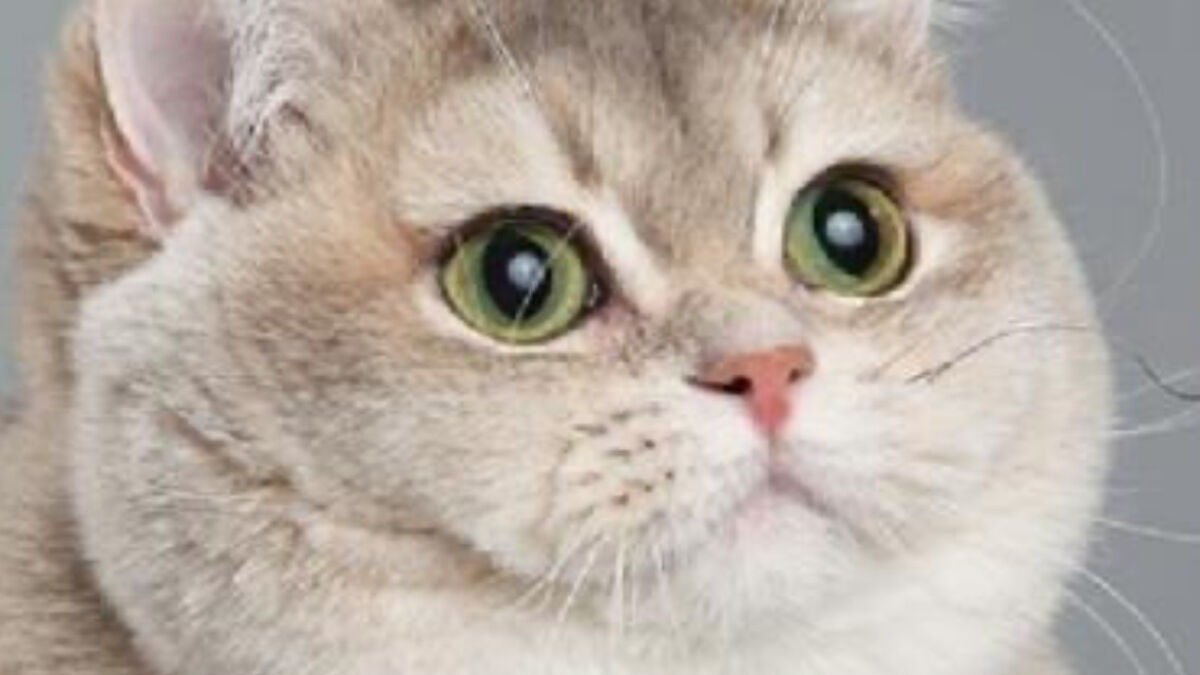 I Was Tired Of Seeing The Same Recycled Memes, So I Made Some New Ones (13 Pics)