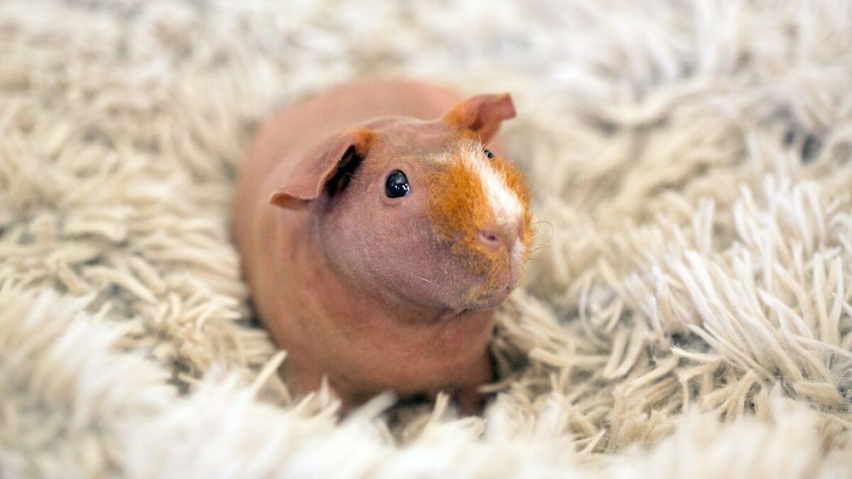 Hey Pandas, Share A Photo Of Your Unconventional Pet