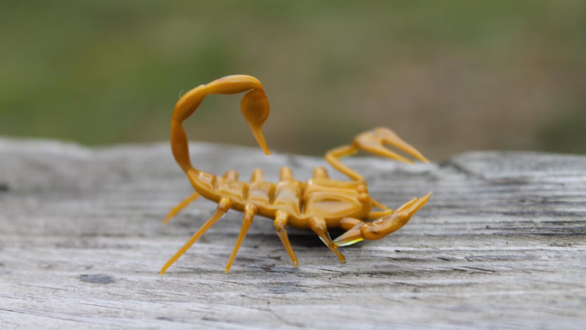 I Made Glass Scorpion Figurines That Can Be Used As Aquarium Or Terrarium Decor (6 Pics)