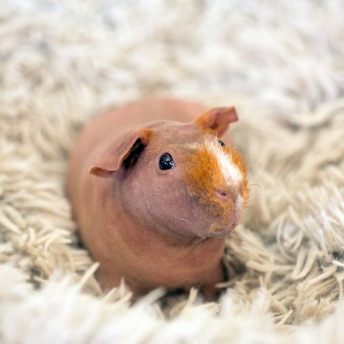 Hey Pandas, Share A Photo Of Your Unconventional Pet