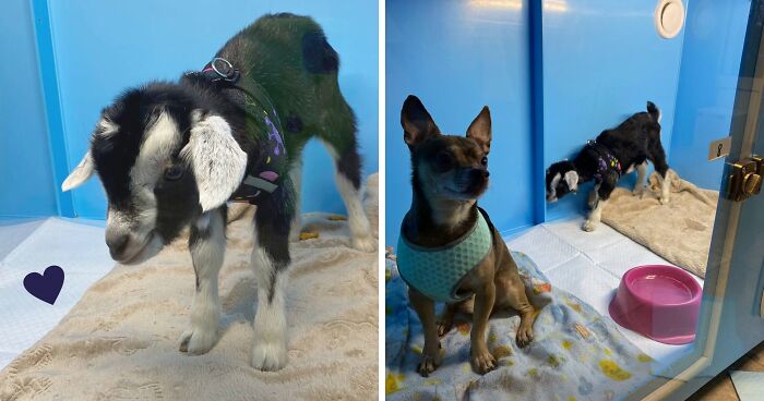 This Baby Goat Finds Love And Care At Clinic After Losing His Mother